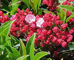 Mamota širokolistá 'Ostbo Red' - Kalmia latifolia 'Ostbo Red'