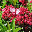 Mamota širokolistá 'Ostbo Red' - Kalmia latifolia 'Ostbo Red'