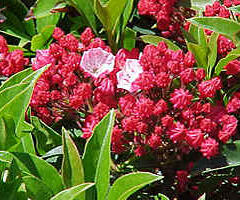 Mamota širokolistá 'Ostbo Red' - Kalmia latifolia 'Ostbo Red'