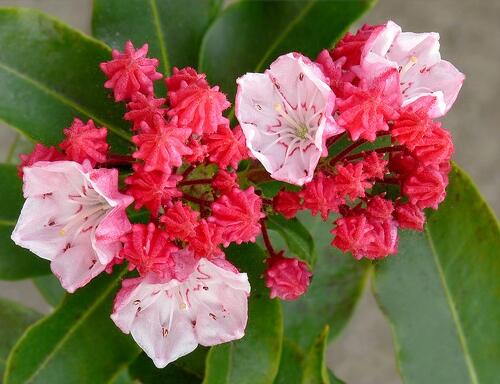 Mamota širokolistá 'Olympic Fire' - Kalmia latifolia 'Olympic Fire'