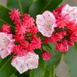 Mamota širokolistá 'Olympic Fire' - Kalmia latifolia 'Olympic Fire'