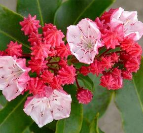 Mamota širokolistá 'Olympic Fire'