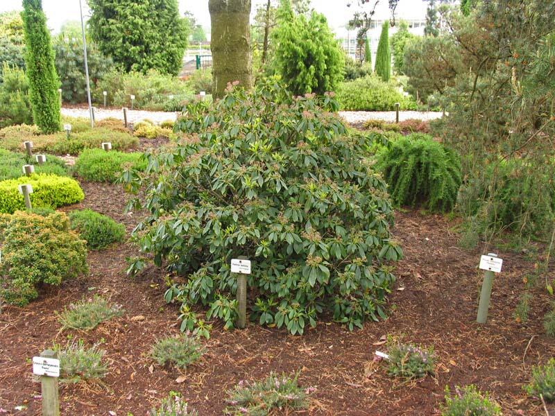 Mamota širokolistá - Kalmia latifolia
