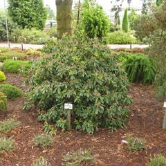 Mamota širokolistá - Kalmia latifolia