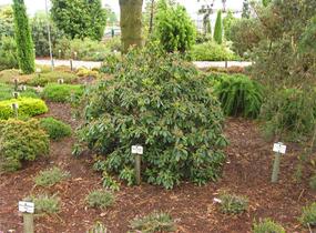 Mamota širokolistá - Kalmia latifolia