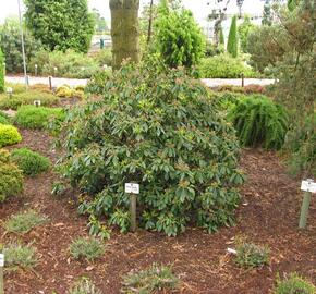 Mamota širokolistá