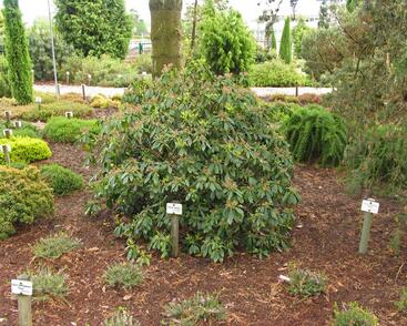 Mamota širokolistá