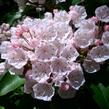 Mamota širokolistá - Kalmia latifolia