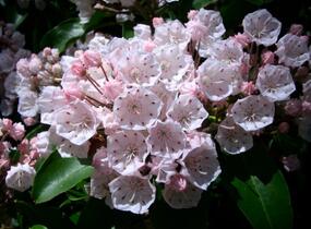 Mamota širokolistá - Kalmia latifolia