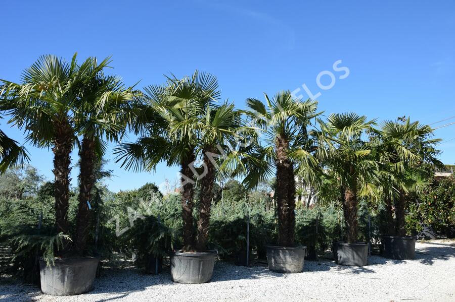 Žumara ztepilá - Chamaerops excelsa