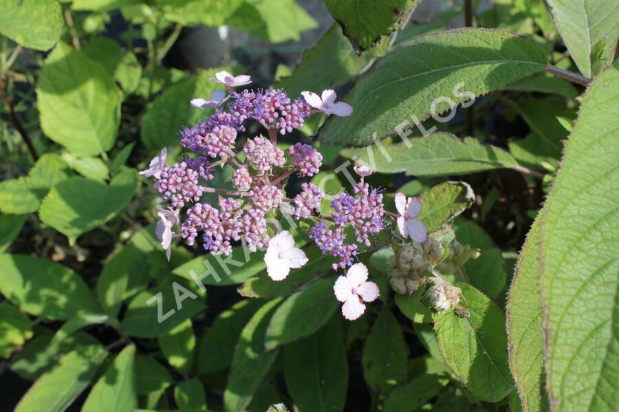 Hortenzie drsná 'Villosa' - Hydrangea aspera 'Villosa'