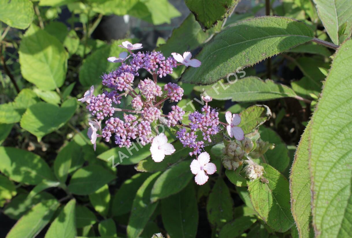Hortenzie drsná 'Villosa' - Hydrangea aspera 'Villosa'