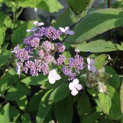 Hortenzie drsná 'Villosa' - Hydrangea aspera 'Villosa'