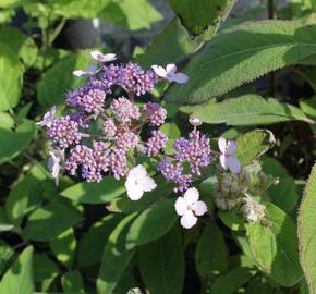 Hortenzie drsná 'Villosa' - Hydrangea aspera 'Villosa'