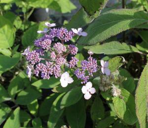 Hortenzie drsná 'Villosa' - Hydrangea aspera 'Villosa'