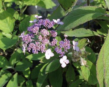Hortenzie drsná 'Villosa'