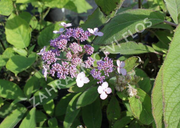 Hortenzie drsná 'Villosa' - Hydrangea aspera 'Villosa'