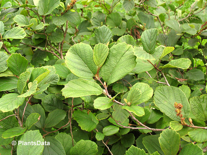 Turkestánský brest - Fothergilla gardenii