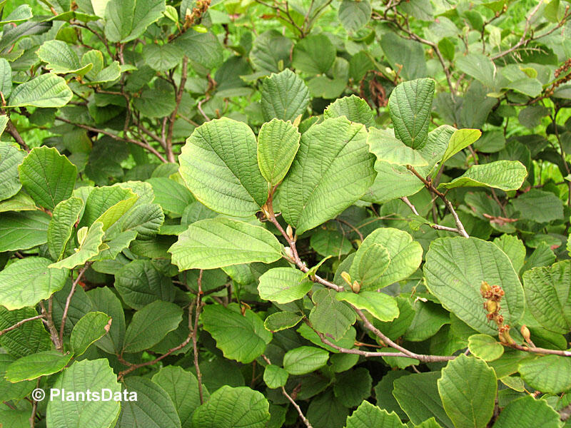 Turkestánský brest - Fothergilla gardenii
