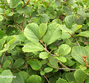 Turkestánský brest