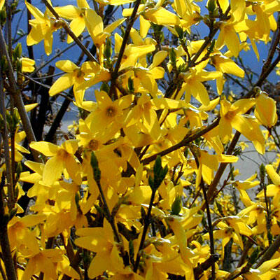Zlatice prostřední, zlatý déšť 'Karl Sax' - Forsythia intermedia 'Karl Sax'