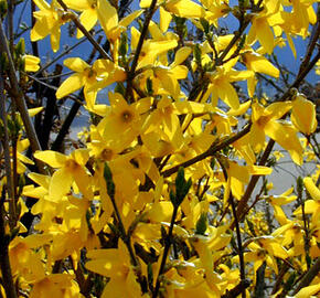 Zlatice prostřední, zlatý déšť 'Karl Sax'