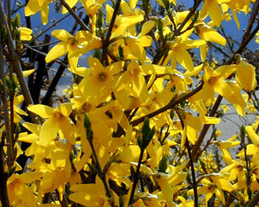 Zlatice prostřední, zlatý déšť 'Karl Sax'