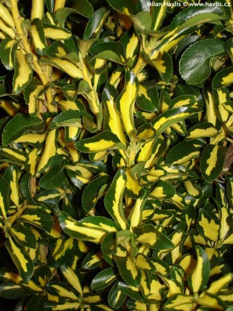 Brslen japonský 'Mediopictus' - Euonymus japonicus 'Mediopictus'
