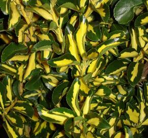 Brslen japonský 'Mediopictus'