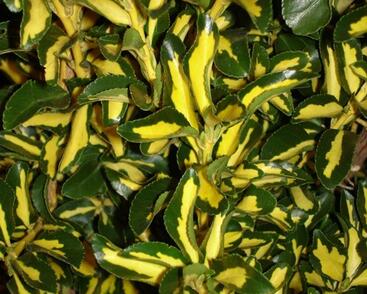 Brslen japonský 'Mediopictus'