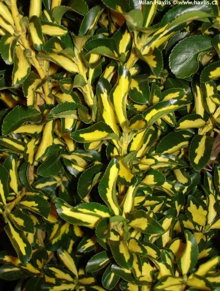 Brslen japonský 'Mediopictus' - Euonymus japonicus 'Mediopictus'