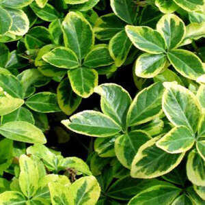 Brslen japonský 'Elegantissimus Aureus' - Euonymus japonicus 'Elegantissimus Aureus'