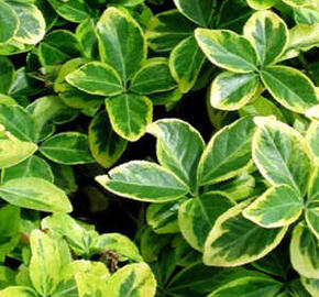 Brslen japonský 'Elegantissimus Aureus'