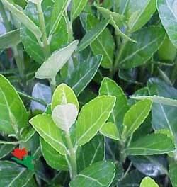 Brslen japonský 'Compactus' - Euonymus japonicus 'Compactus'