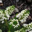 Vřesovec těkavý 'Kevernensis Alba' - Erica vagans 'Kevernensis Alba'