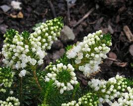 Vřesovec těkavý 'Kevernensis Alba'