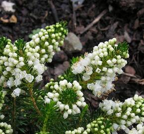 Vřesovec těkavý 'Kevernensis Alba'