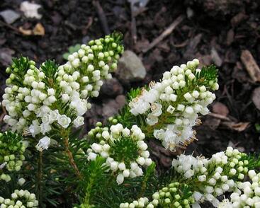 Vřesovec těkavý 'Kevernensis Alba'