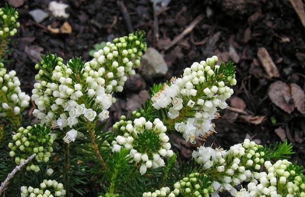 Vřesovec těkavý 'Kevernensis Alba' - Erica vagans 'Kevernensis Alba'