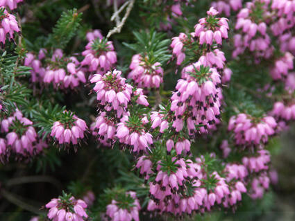 Vřesovec červený - Erica herbacea