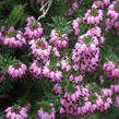 Vřesovec červený - Erica herbacea