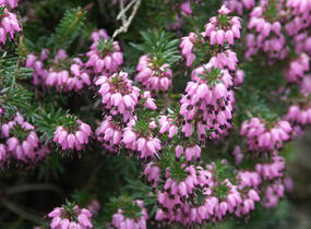 Vřesovec červený - Erica herbacea