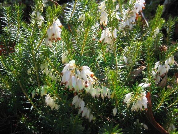 Vřesovec červený - Erica herbacea