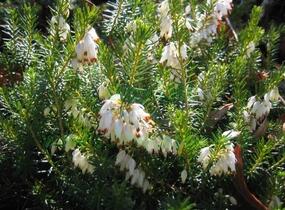 Vřesovec červený - Erica herbacea