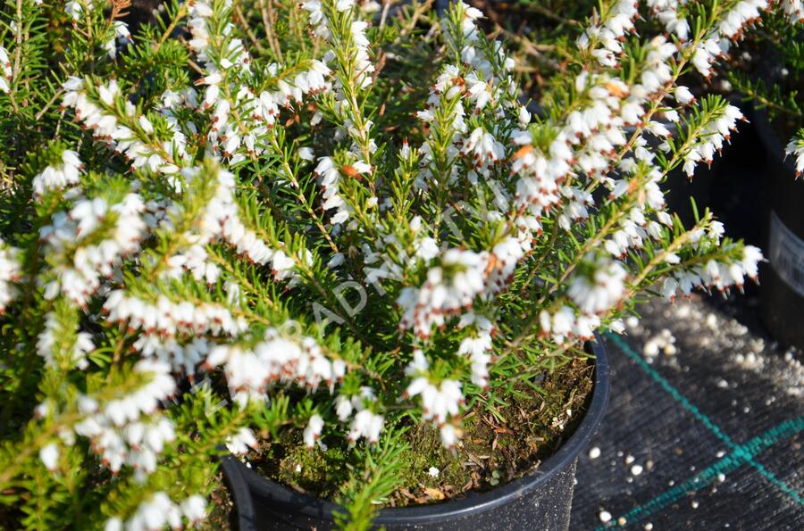 Vřesovec darlejský 'White Glow' - Erica darleyensis 'White Glow'