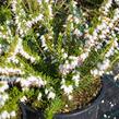 Vřesovec darlejský 'White Glow' - Erica darleyensis 'White Glow'