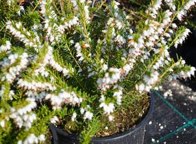 Vřesovec darlejský 'White Glow' - Erica darleyensis 'White Glow'
