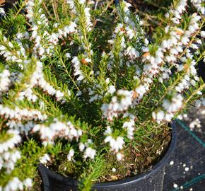 Vřesovec darlejský 'White Glow'