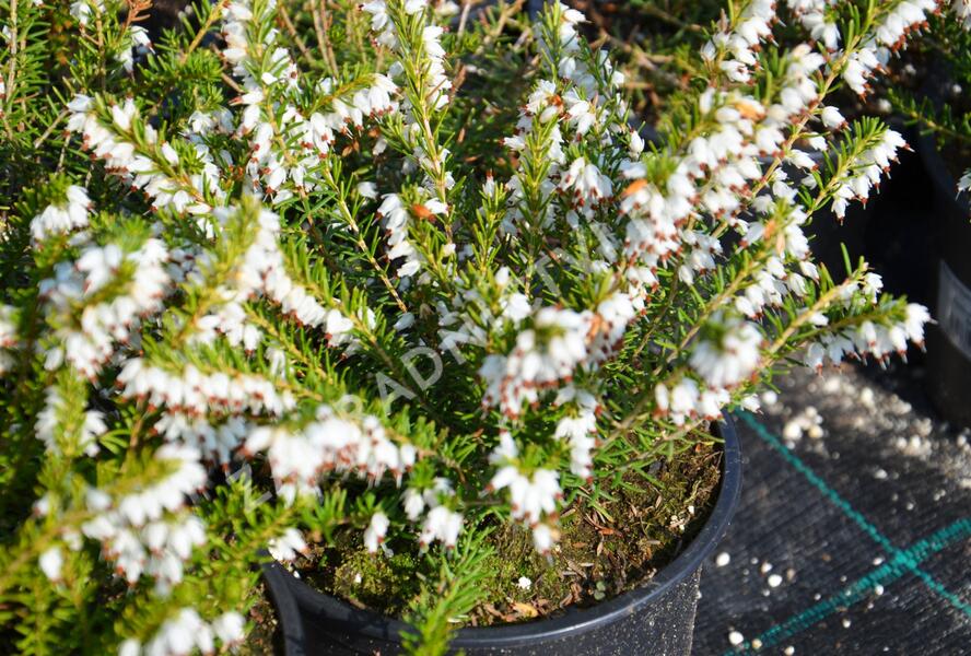 Vřesovec darlejský 'White Glow' - Erica darleyensis 'White Glow'