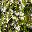 Vřesovec darlejský 'White Glow' - Erica darleyensis 'White Glow'